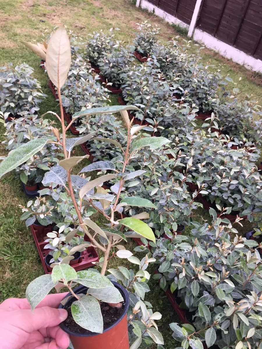 Elaeagnus Ebbengei Coastal Hedging - Image 3