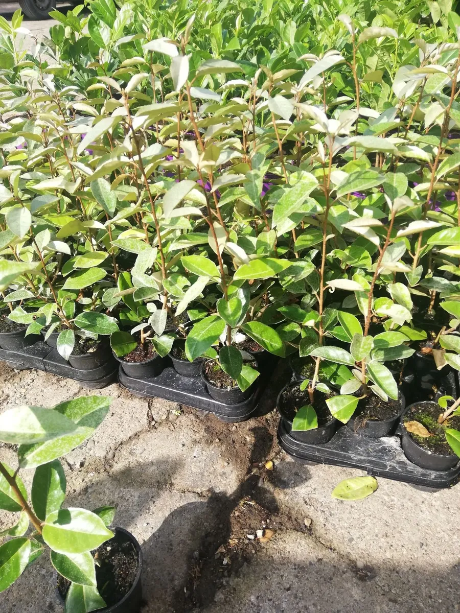 Elaeagnus Ebbengei Coastal Hedging - Image 1