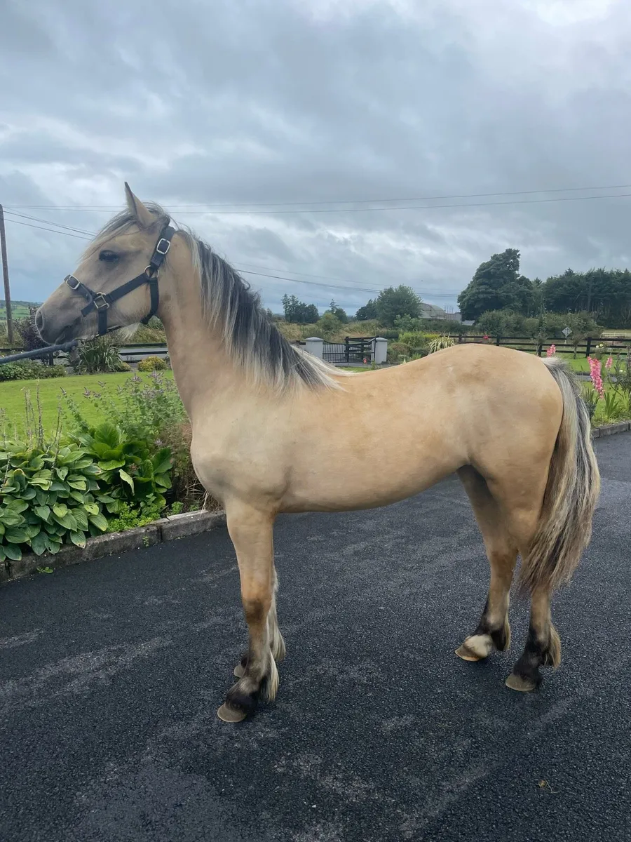 Dun Filly - Image 2
