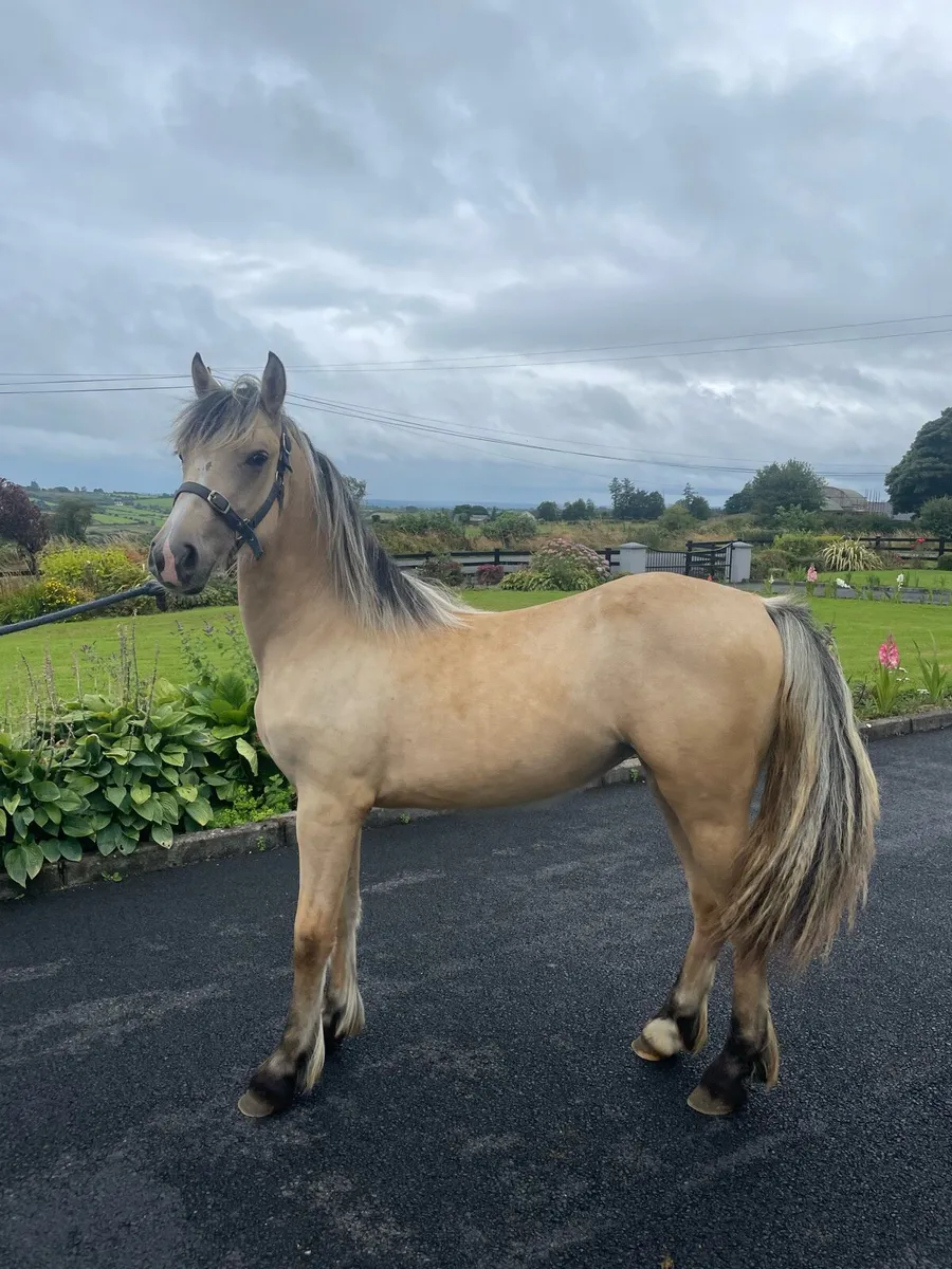 Dun Filly - Image 3