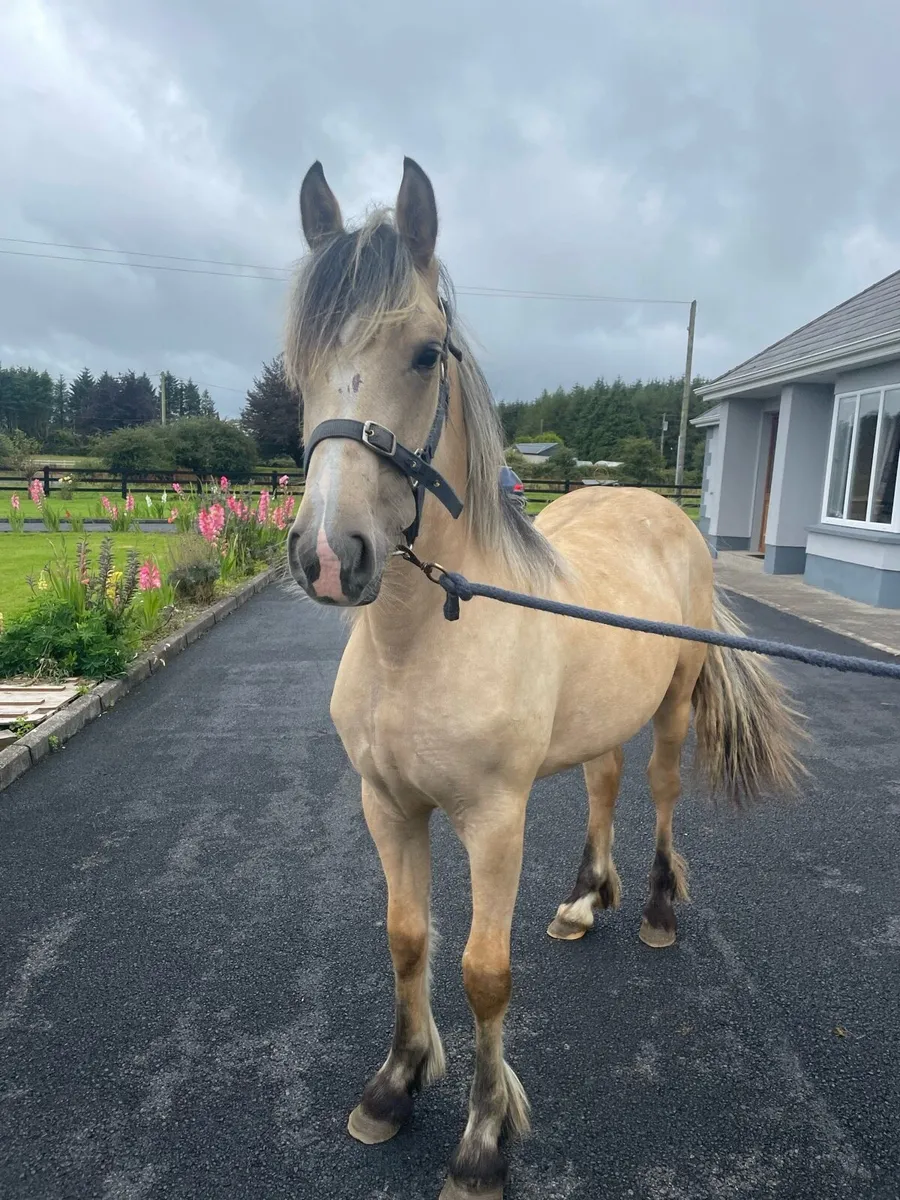 Dun Filly - Image 1