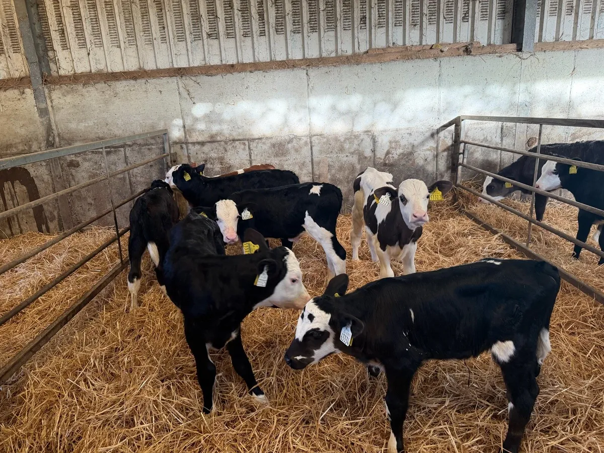 Organic Simmental bull calves - Image 1