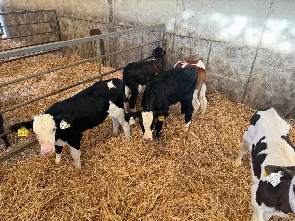 Organic Simmental bull calves - Image 2