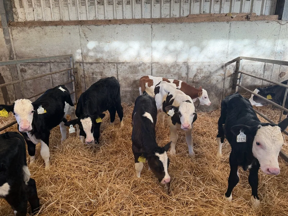 Organic Simmental bull calves - Image 3