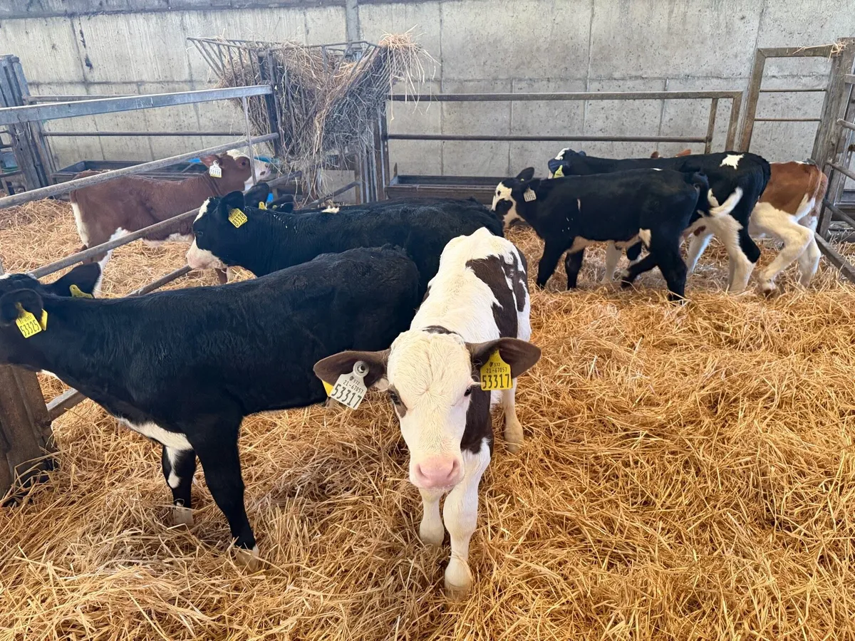 Organic Simmental bull calves - Image 4