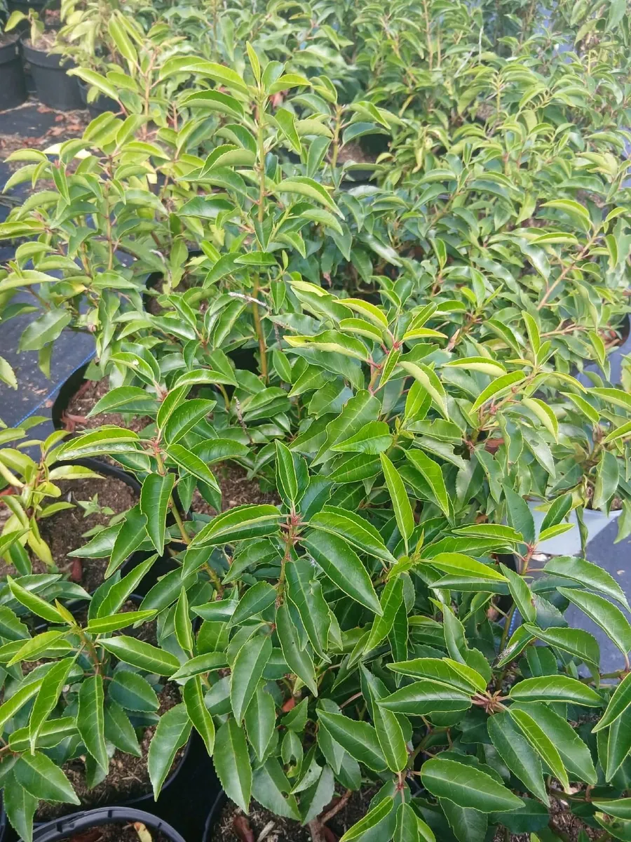 Portuguese Laurel 1.5 to 2ft tall