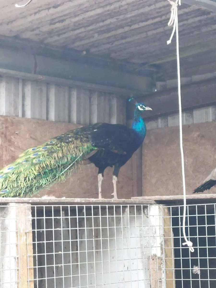 Peafowl - Image 1