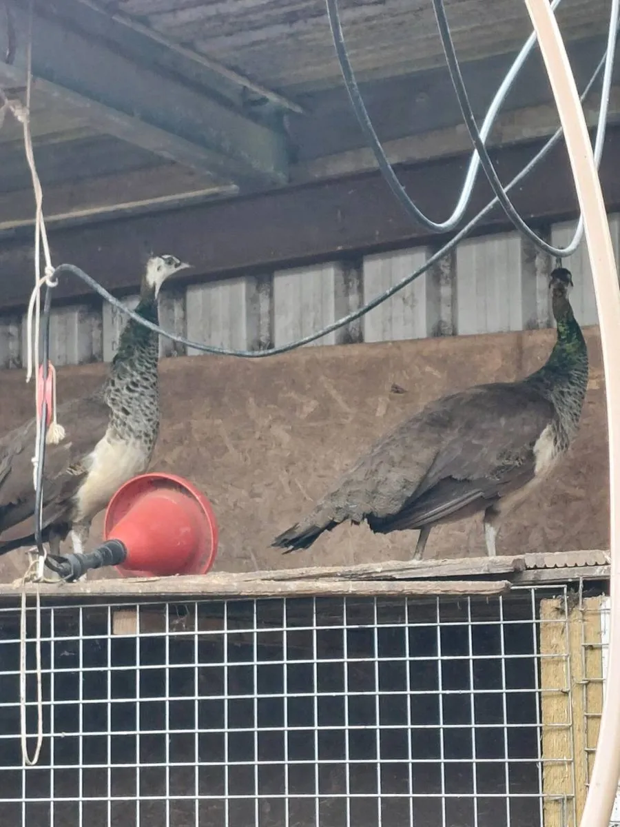 Peafowl - Image 2