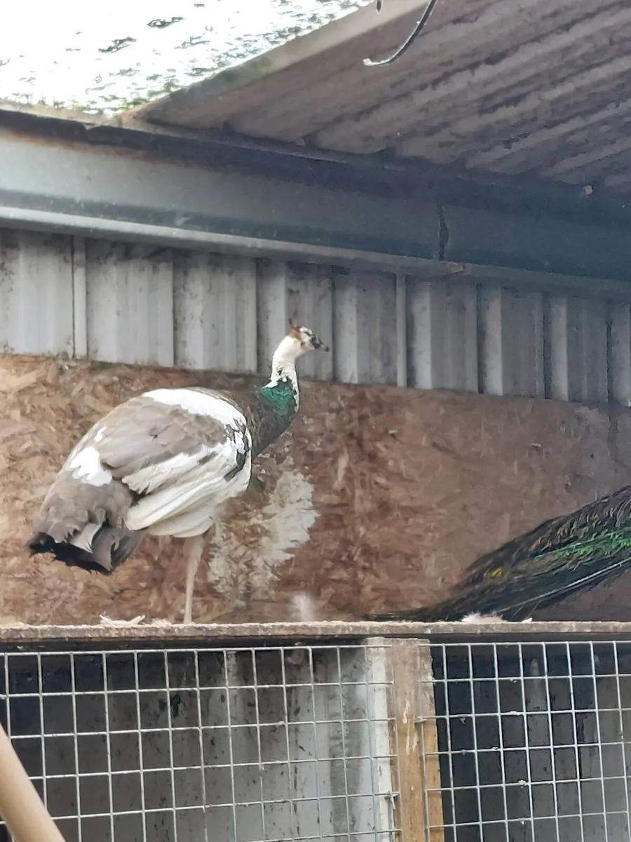 Peafowl - Image 3