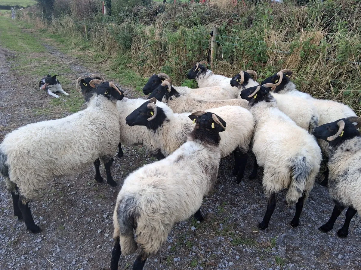 11 Blackface Hoggets - Image 1