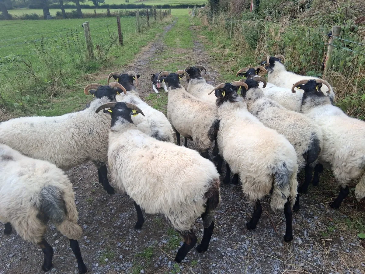 11 Blackface Hoggets - Image 3