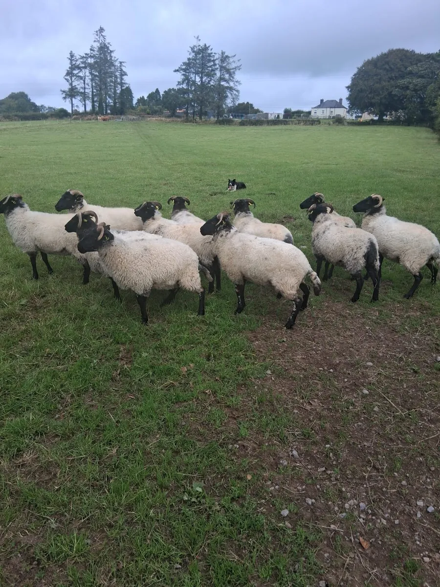 11 Blackface Hoggets - Image 2