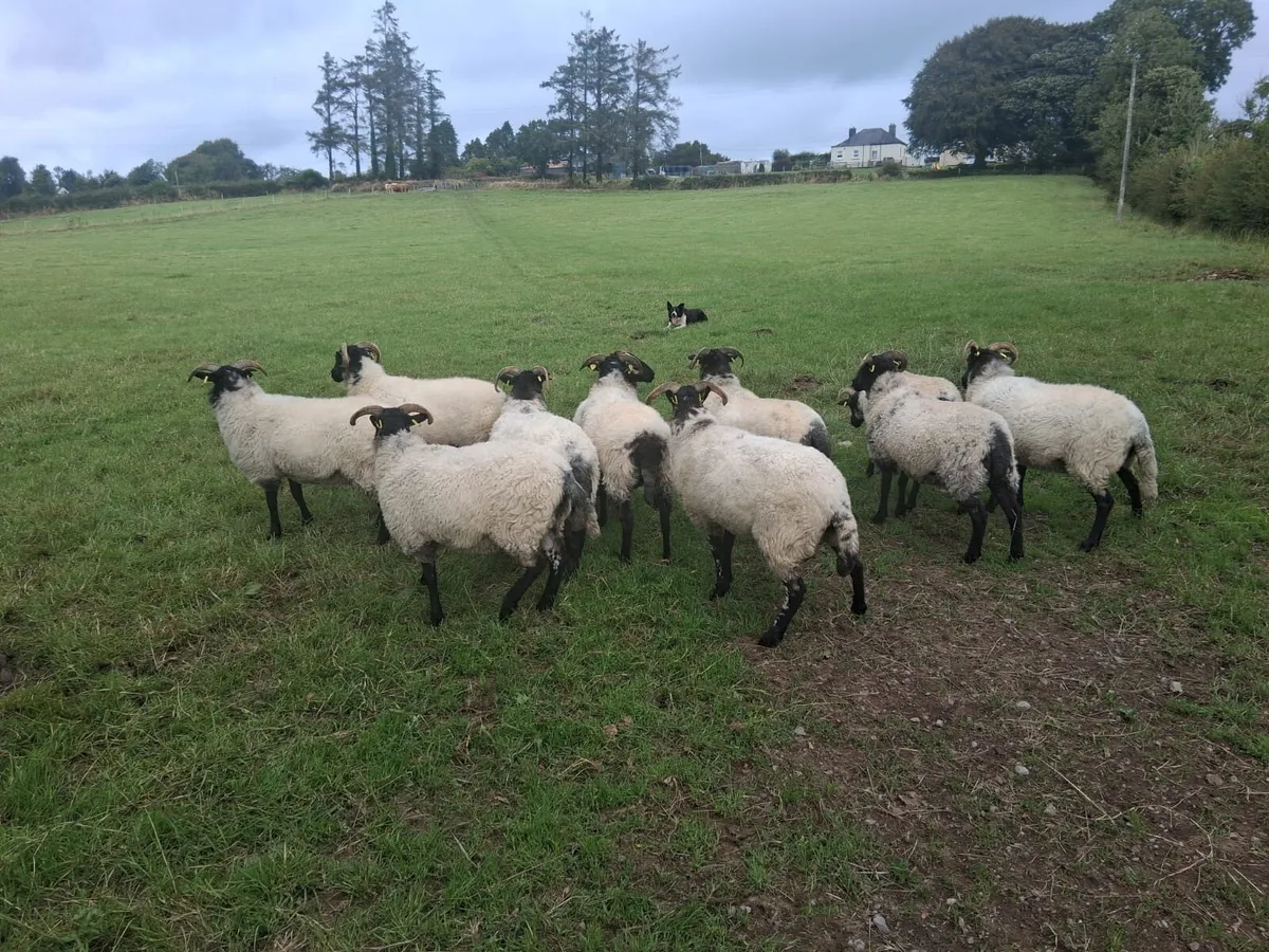 11 Blackface Hoggets - Image 4