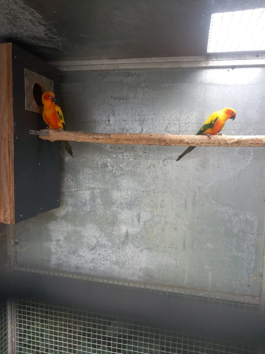 Birds - Image 2