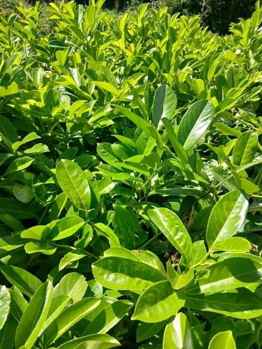Large Instant Hedge Laurel €8 - Image 1