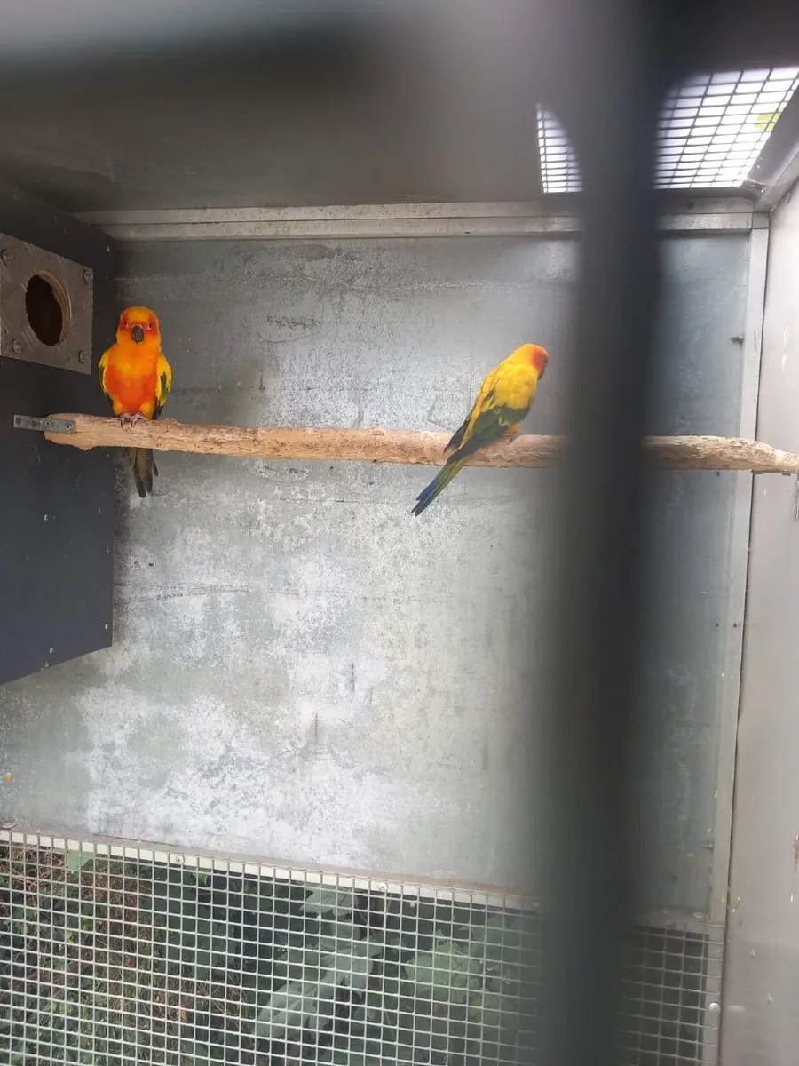 Birds - Image 3
