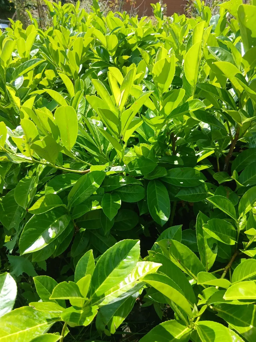 Large Instant Hedge Laurel €8 - Image 2