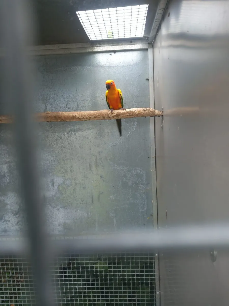 Birds - Image 1