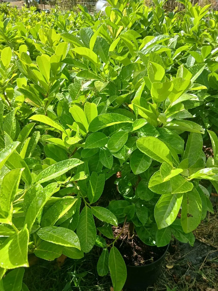 Large Instant Hedge Laurel €8 - Image 3