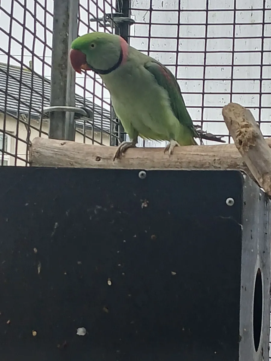 Birds - Image 4