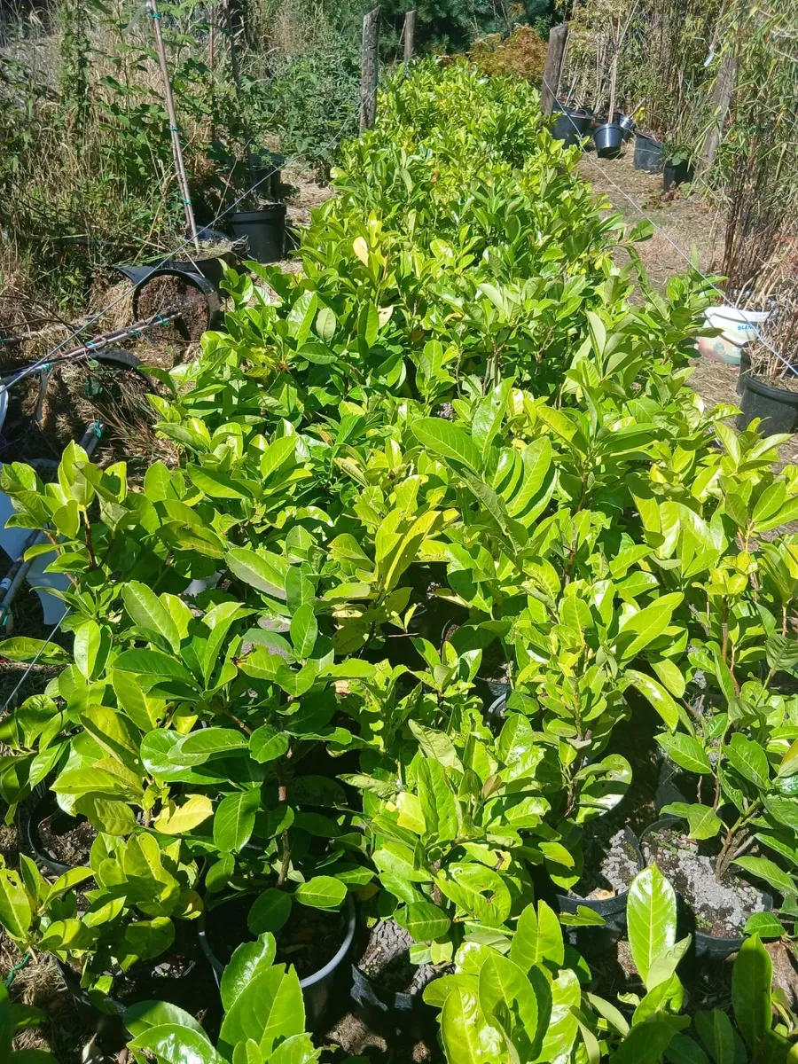 Laurel €3.50 each - between 1.5 and 2ft tall. - Image 2