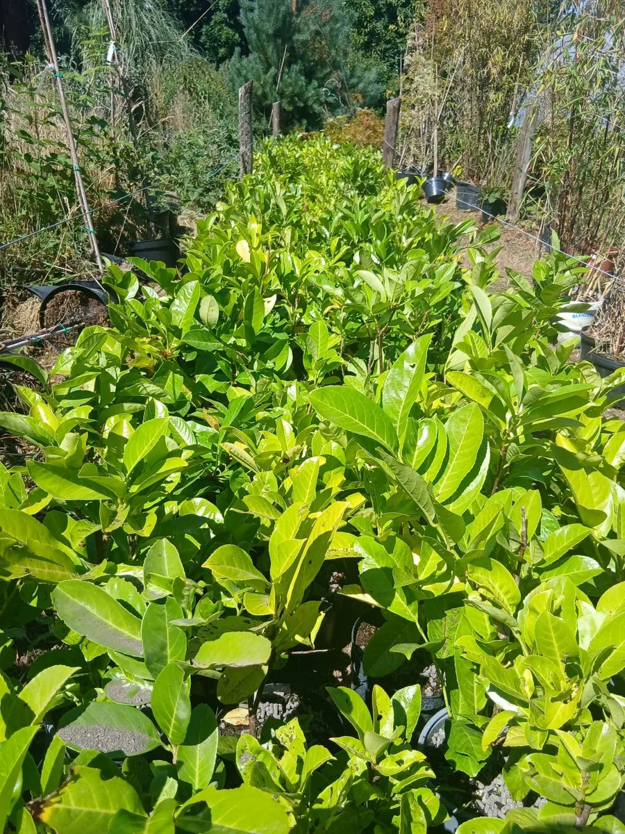 Laurel €3.50 each - between 1.5 and 2ft tall. - Image 1