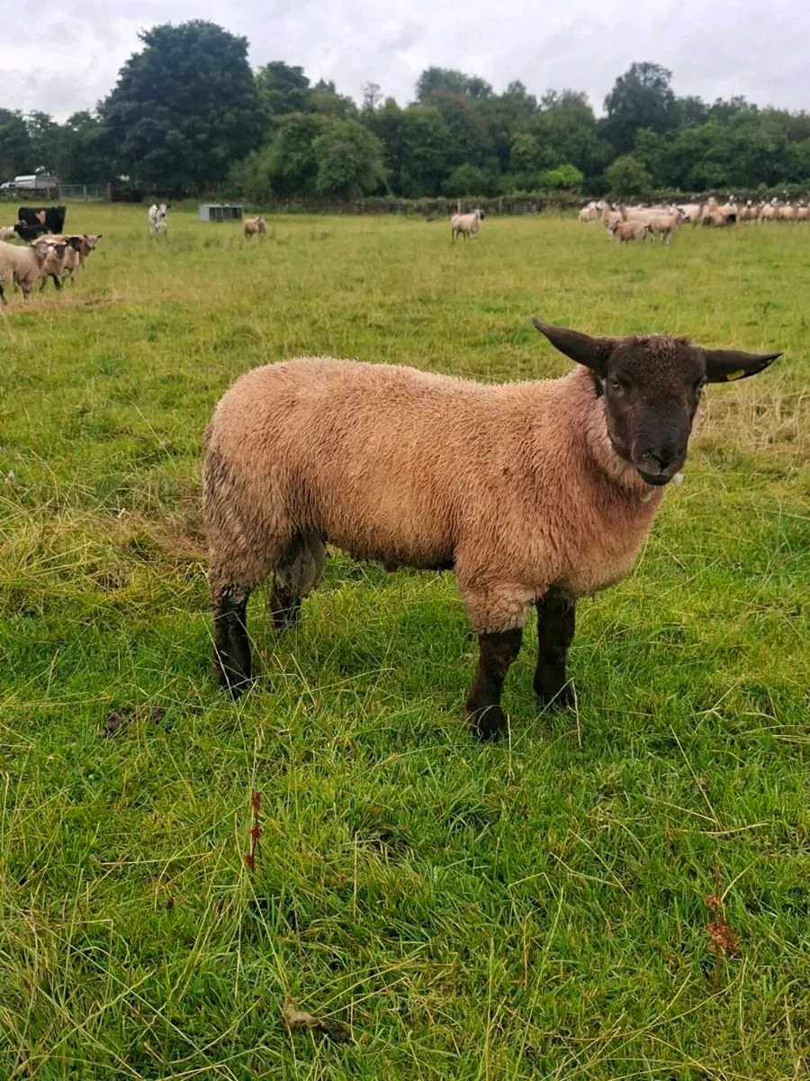 Last suftex ram lamb - Image 2