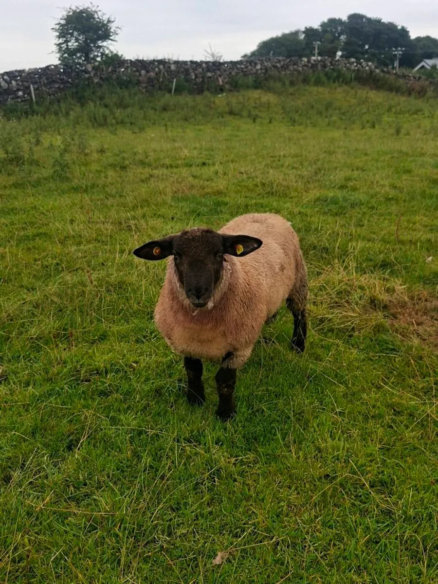 Last suftex ram lamb - Image 3
