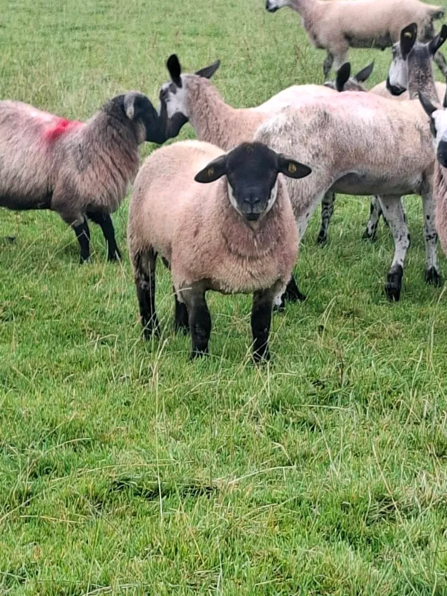 Last suftex ram lamb - Image 1