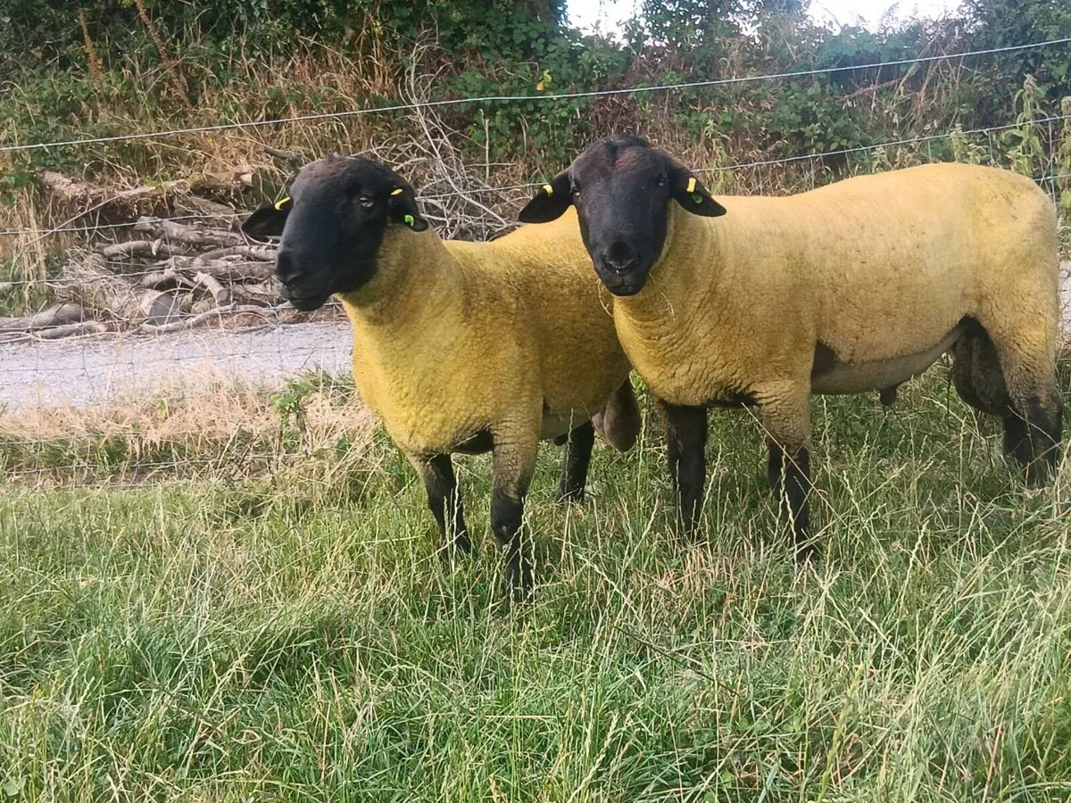 100% grass fed suffolk hoggets for macroom mart. - Image 2