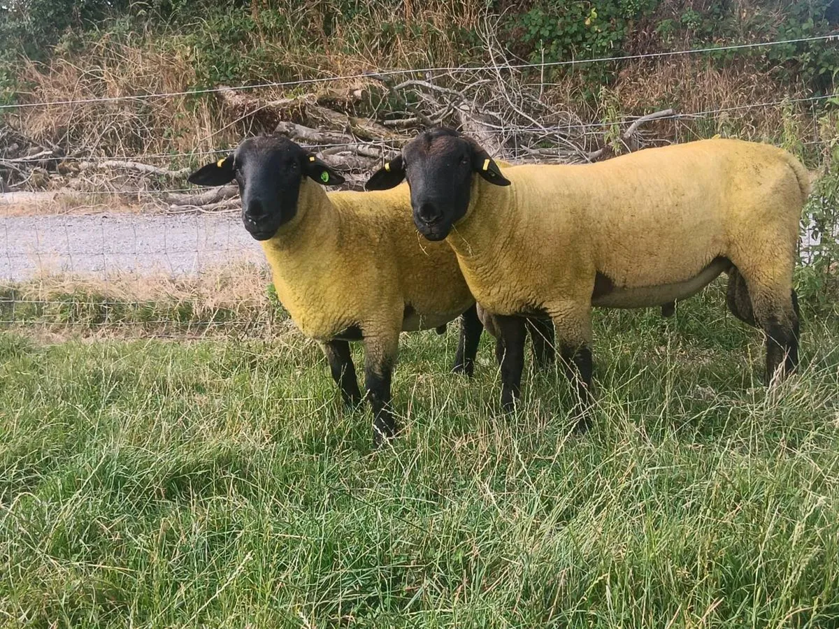 100% grass fed suffolk hoggets for macroom mart. - Image 3