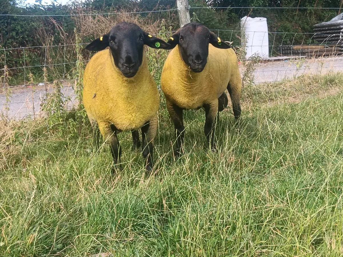 100% grass fed suffolk hoggets for macroom mart. - Image 4