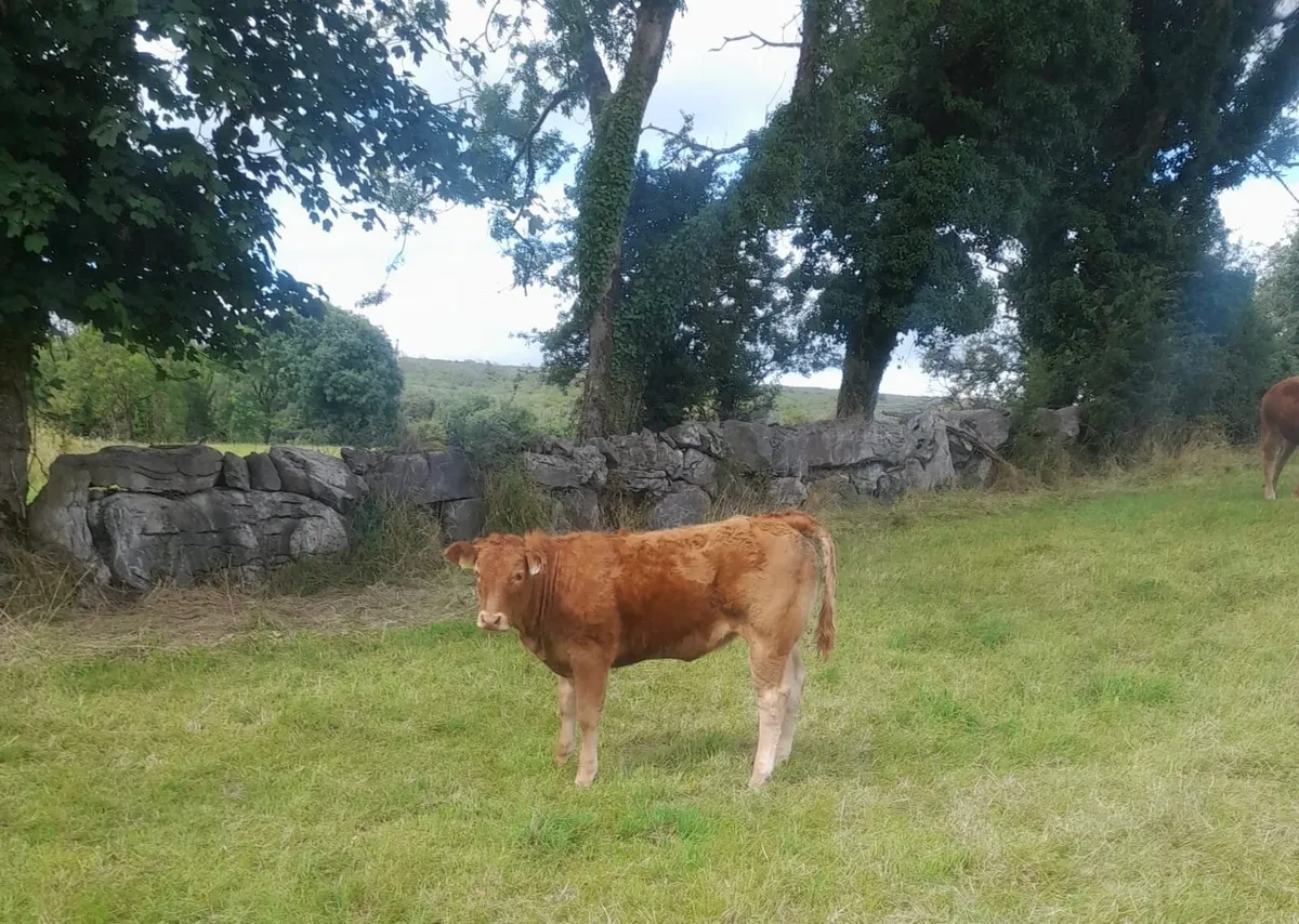 Limousin heifers - Image 3