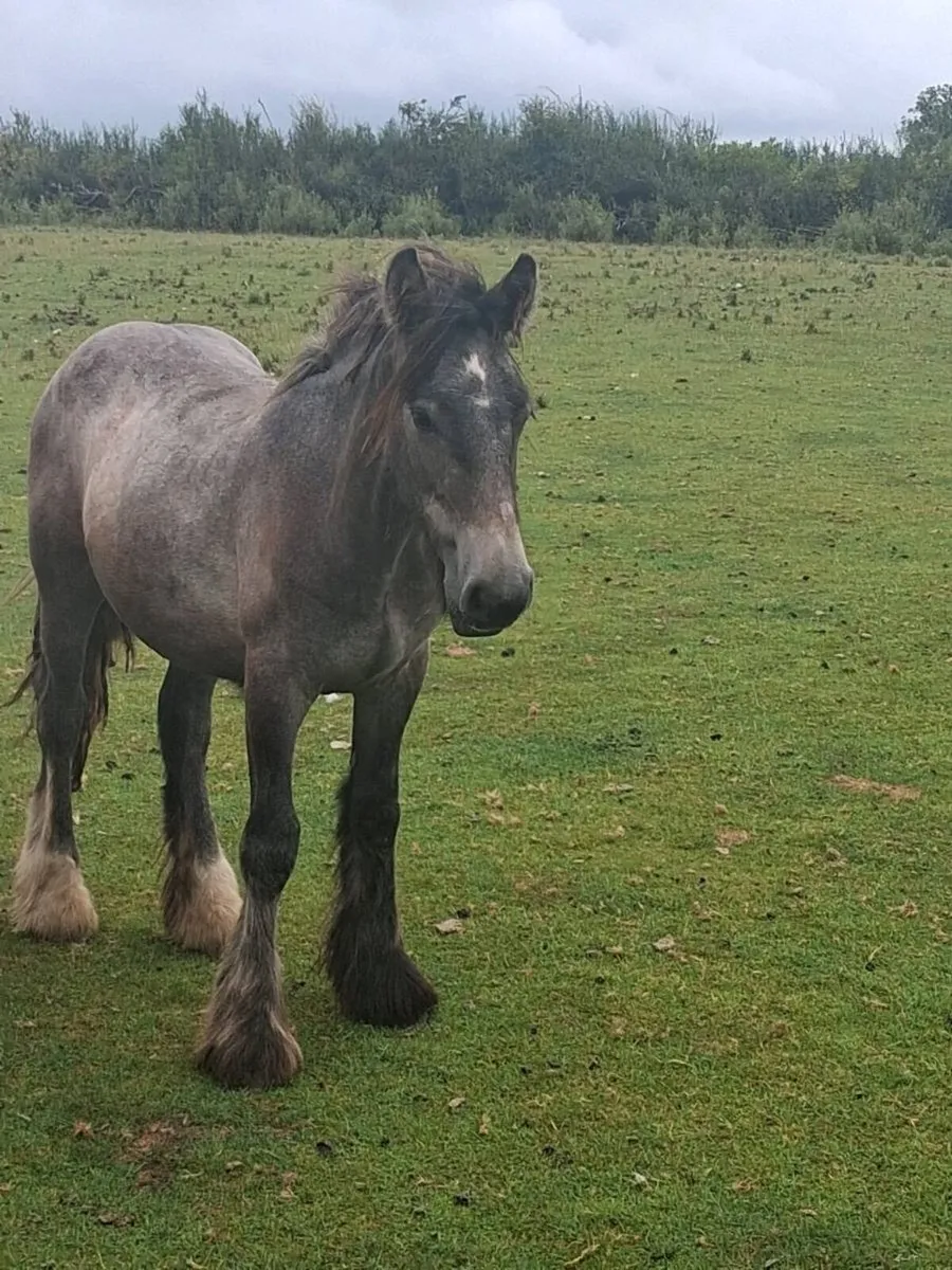 Two Colts And a Filly - Image 1