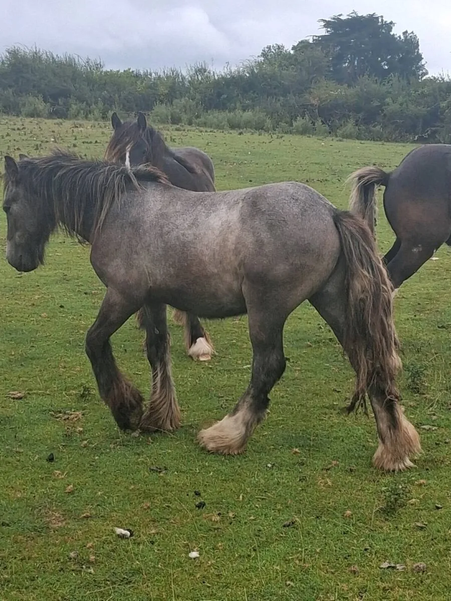 Two Colts And a Filly - Image 2
