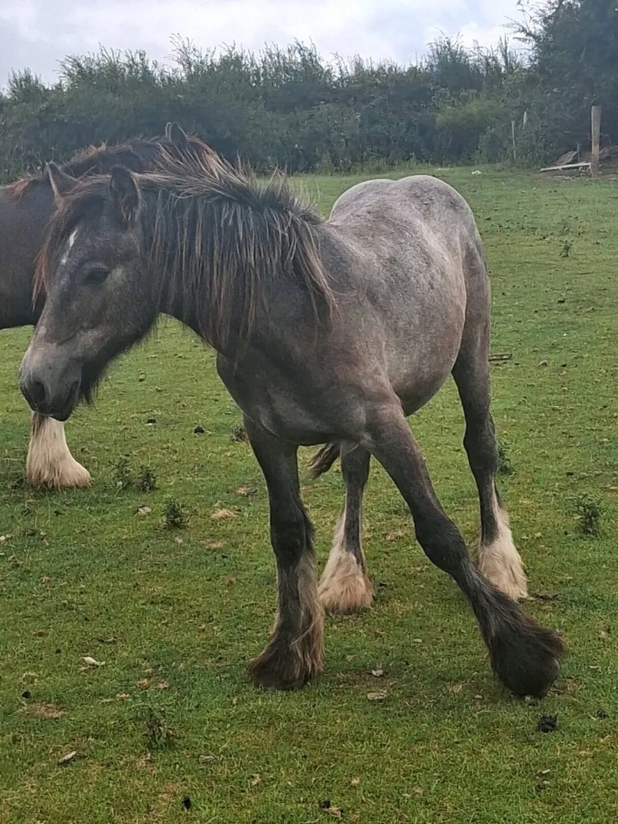 Two Colts And a Filly - Image 3