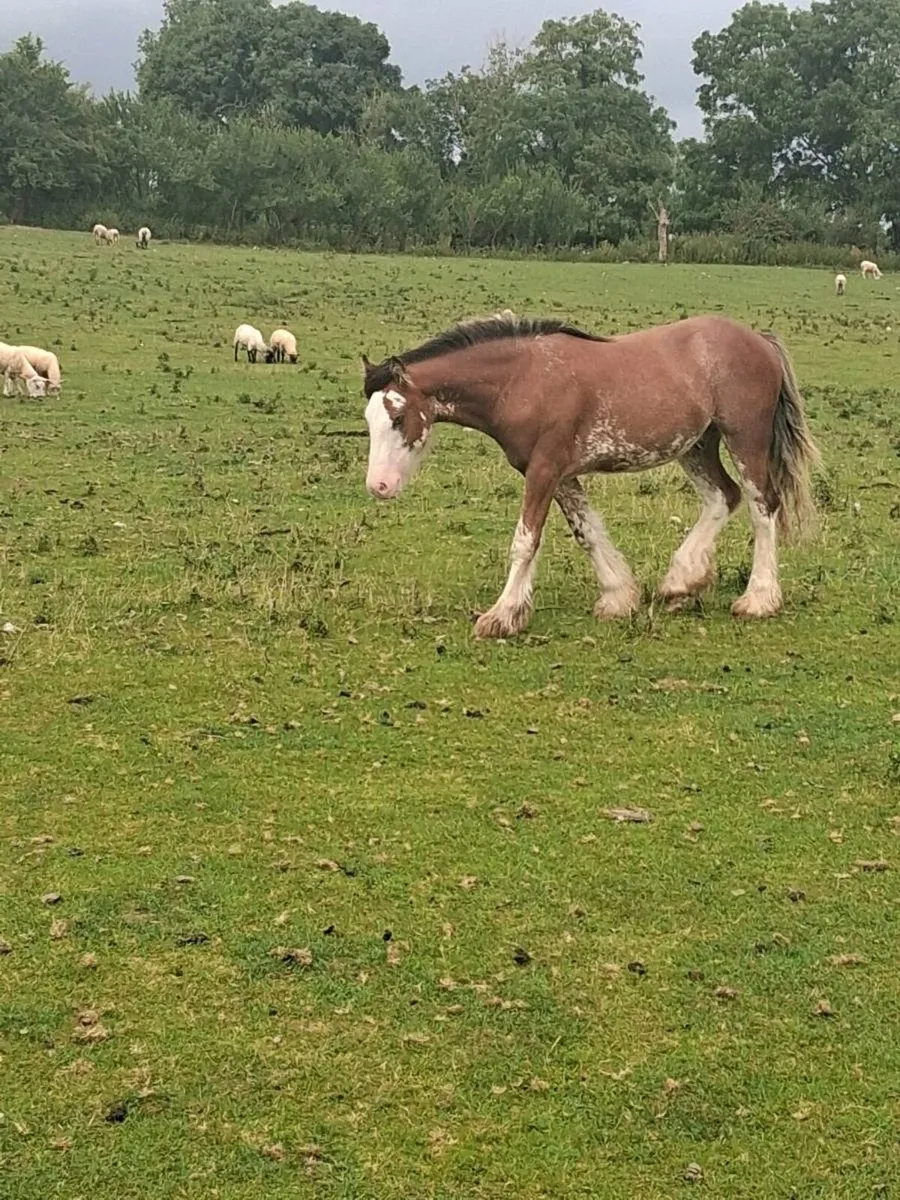 Two Colts And a Filly - Image 4