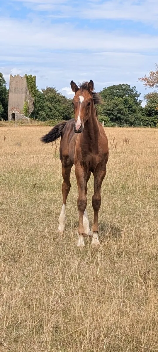 Quality May Foal – Jackadello x Lancelot - Image 1