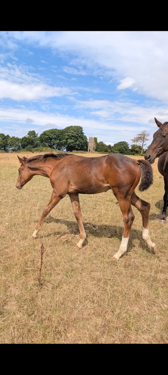 Quality May Foal – Jackadello x Lancelot - Image 2
