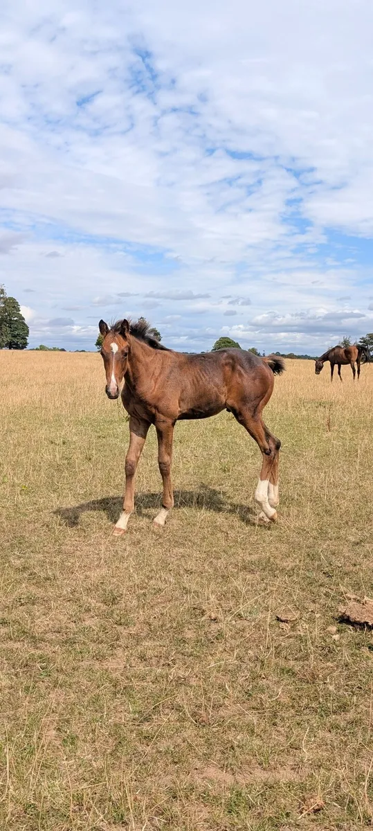 Quality May Foal – Jackadello x Lancelot - Image 3