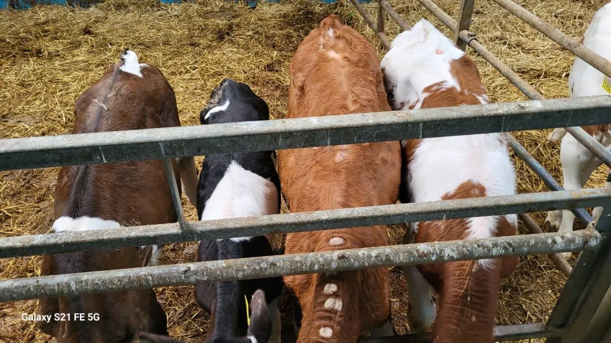 Calfs - Image 1
