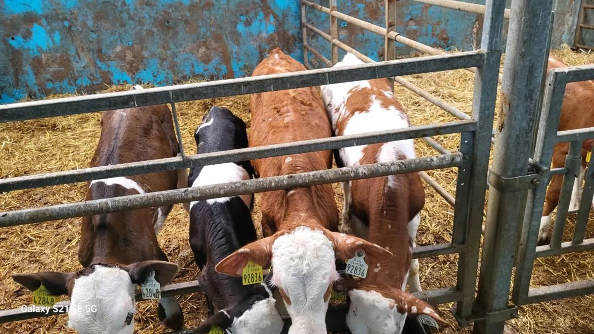 Calfs - Image 2