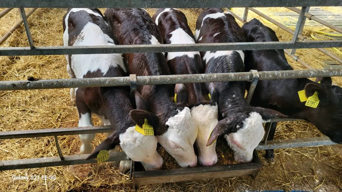 Calfs - Image 3