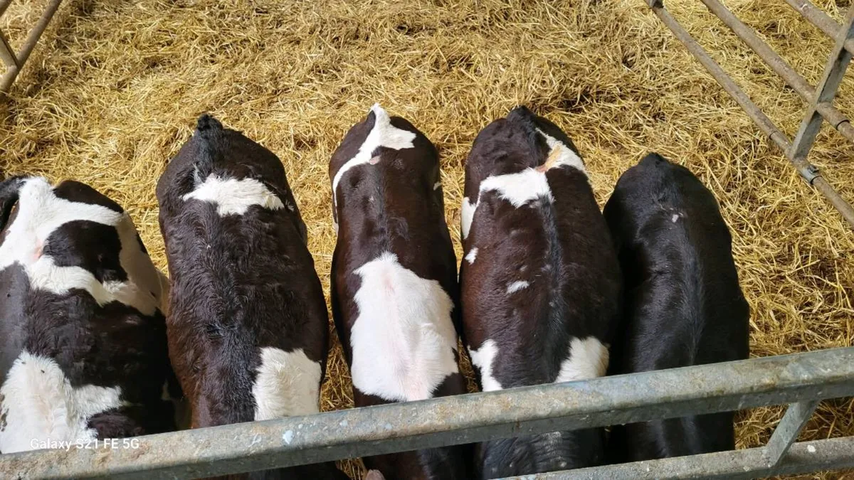 Calfs - Image 4