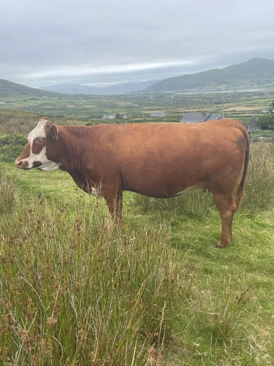 Incalf heifers - Image 1