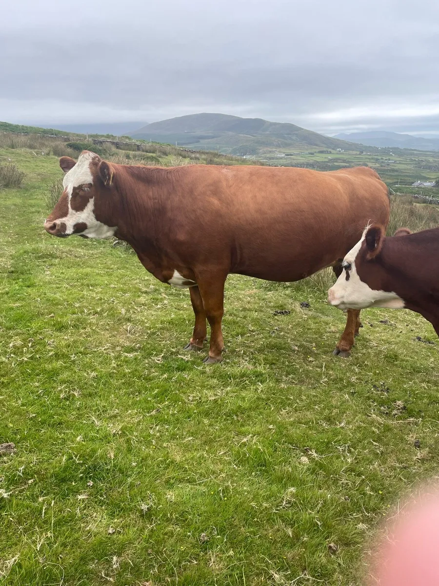 Incalf heifers - Image 2