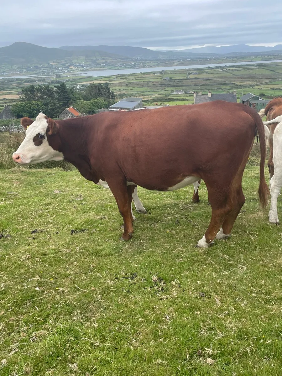 Incalf heifers - Image 4