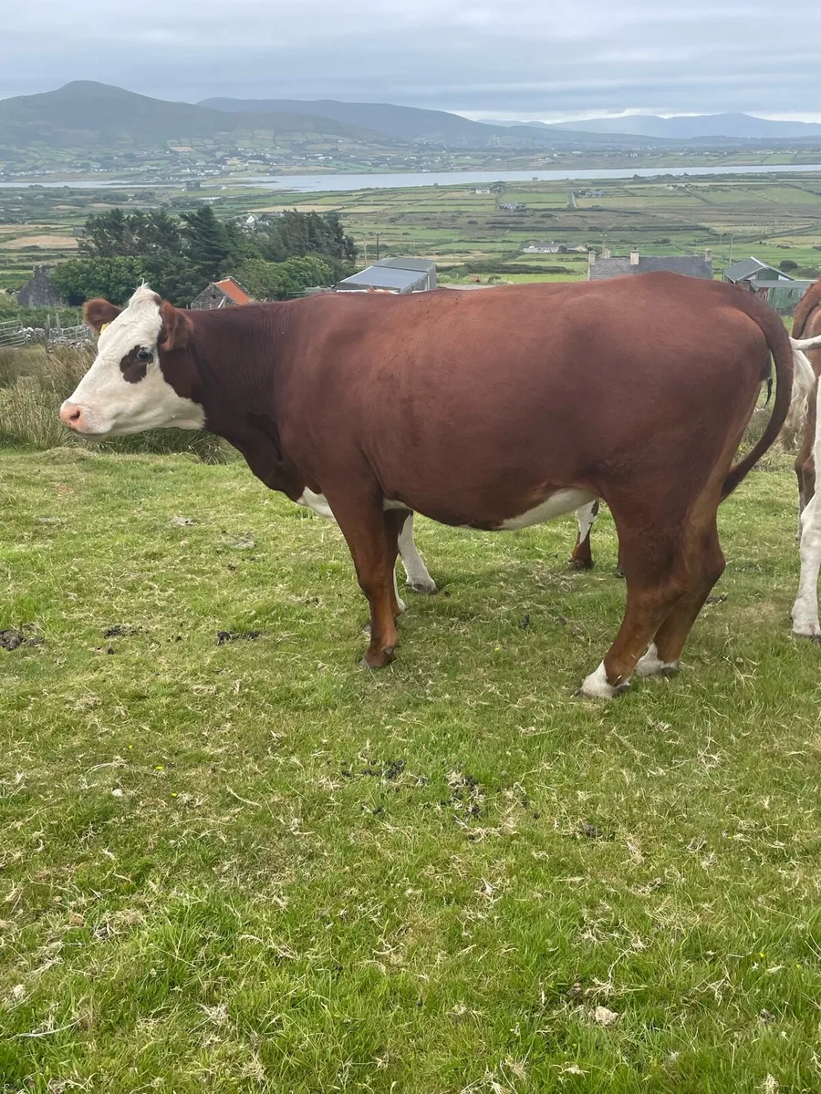Incalf heifers - Image 3