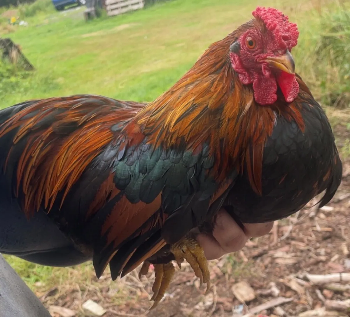 Bantam Roosters - Image 4