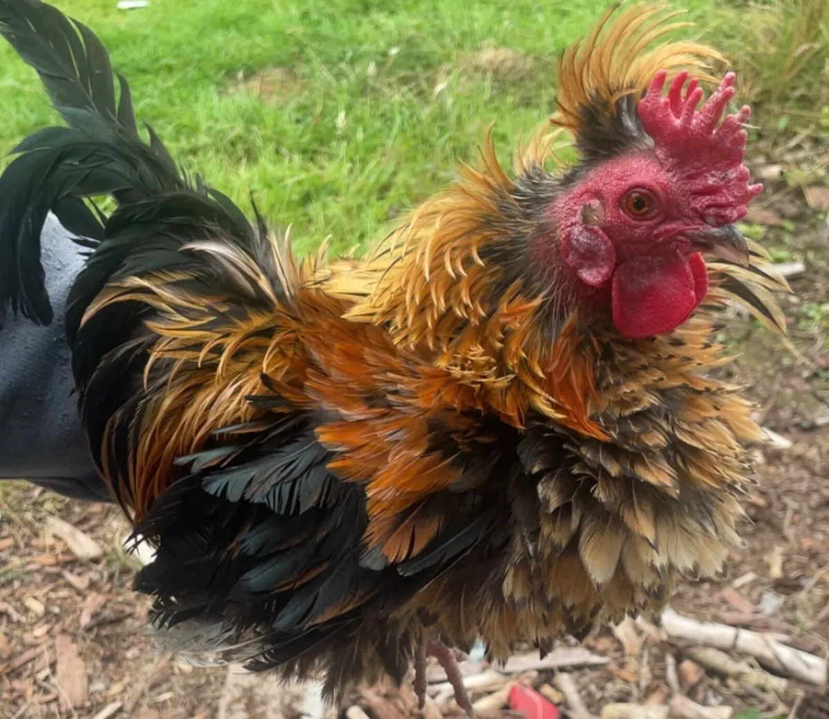 Bantam Roosters - Image 1